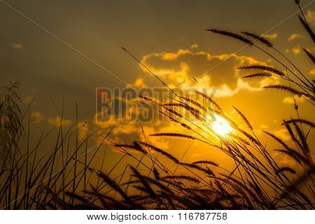 Fountain Grass Flower On Sunset With Cloudy Sky Background