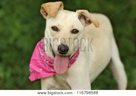 Happy Dog