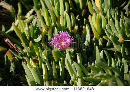 Purple flower Carpobrotus