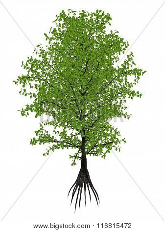 Aberia caffra, the Umkokola, Kei, Kai or Kau apple tree, Dovyalis caffra - 3D render