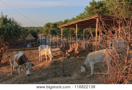 Istrian Ox, Protected Breed Of Cattle In Croatia