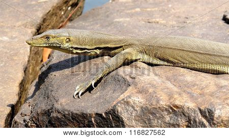lizard, goanna, australia