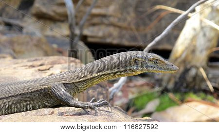 lizard, goanna, australia