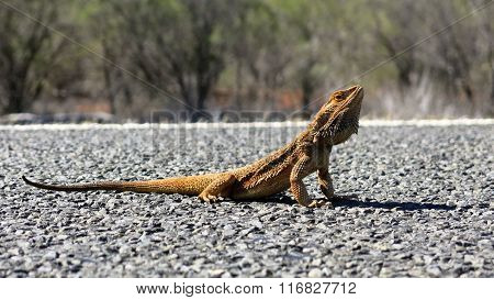 lizard, goanna, australia