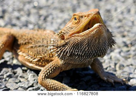 lizard, goanna, australia