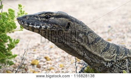 lizard, goanna, australia