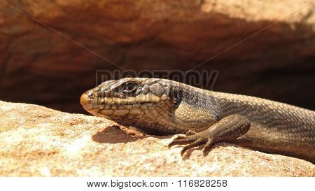 lizard, goanna, australia