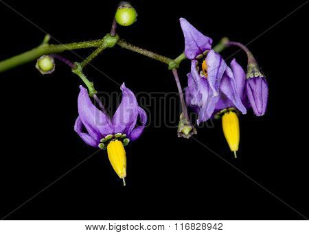 Bittersweet Nightshade
