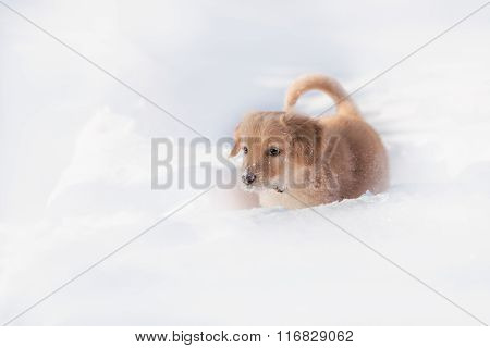 Black and golden hovawart puppy