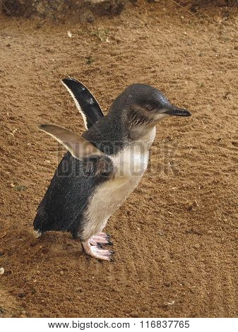 Little Blue Penguins, Eudyptula minor in captivity