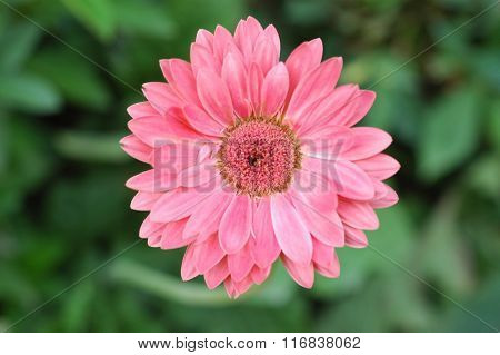 Barberto Daisy 2