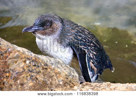 Little Blue Penguins