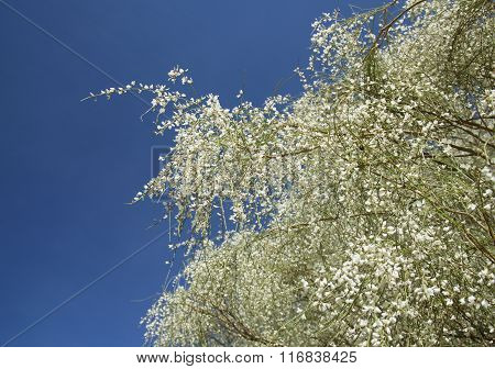 Retama Rhodorhizoides