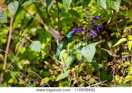 Green Violet Eared Hummingbird.