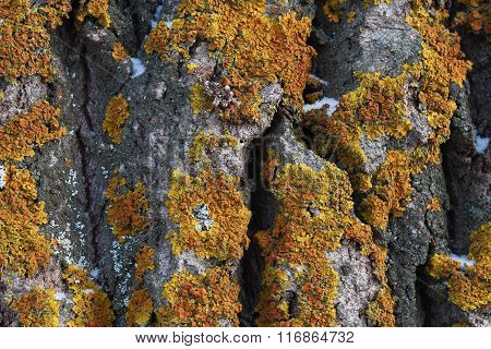 Moss On Tree Bark