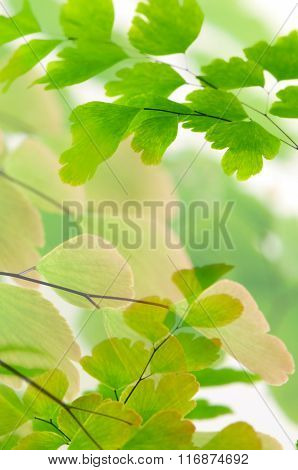 Black Stem Fern, Nephrolepsis exaltata (L) Schott. on White Background.