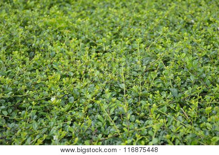 Carmona retusa leaves