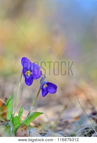 Viola Odorata Flowers Blooming