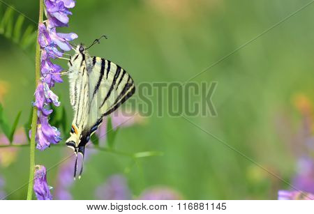 Scarce Swallowtail (iphiclides Podalirius)