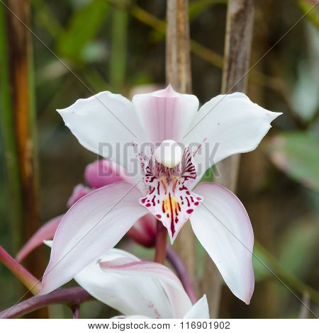 Cymbidium Insigne Orchid