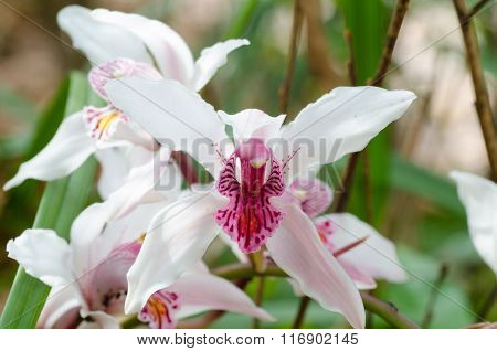 Cymbidium Insigne Orchid