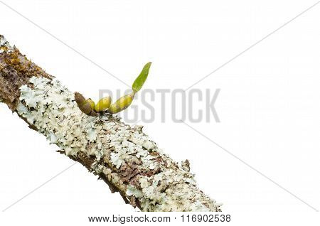 Wild Orchid Seedling Growing On Tree Isolated On White Background