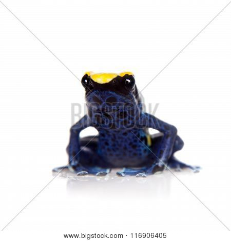 Robertus dyeing poison dart frog, Dendrobates tinctorius, on white
