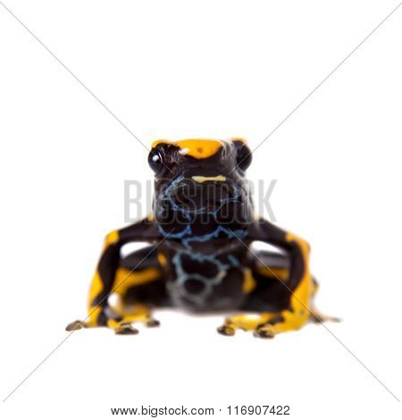 Alanis dyeing poison dart frog, Dendrobates tinctorius, on white