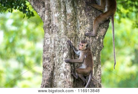 Toque Macaque Monkey Climbing A Tree  In Natural Habitat In Sri Lanka