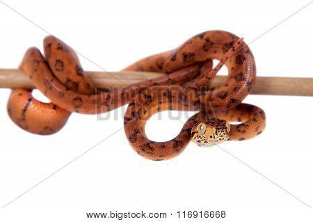 Red Amazon tree boa, 7 days old, isolated on white