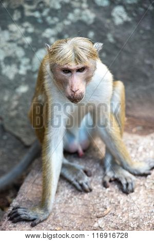 Toque Macaque Monkey Sitting On A Rock Monument In Temple In Sri Lanka