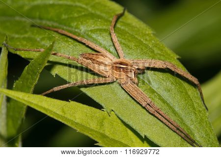 Nursery Web Spider (pisaura Mirabilis)