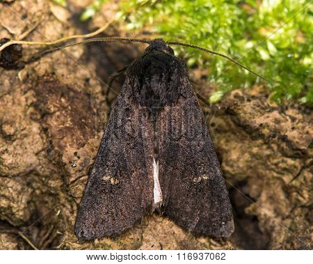 Black rustic (Aporophyla nigra) moth from above