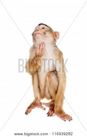 Juvenile Pig-tailed Macaque, Macaca nemestrina, on white