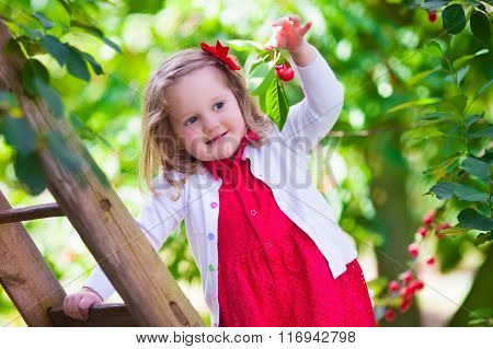 Little Girl Picking Fresh Cherry Berry In The Garden
