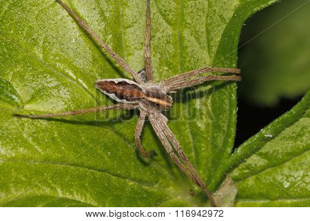 Nursery Web Spider (pisaura Mirabilis)