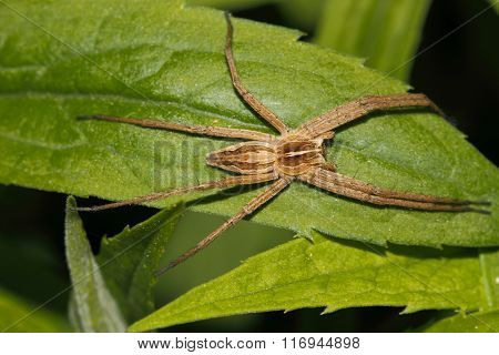 Nursery Web Spider (pisaura Mirabilis)