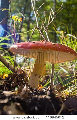 Fly Agaric Mushroom. Amanita Mushrooms In The Forest.