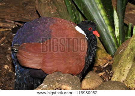 Crested Wood Partridge