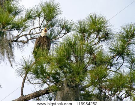 Bald Eagle Screehing