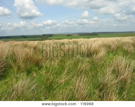 Moorland 장면
