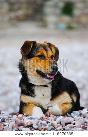 Thoughtful dog resting.