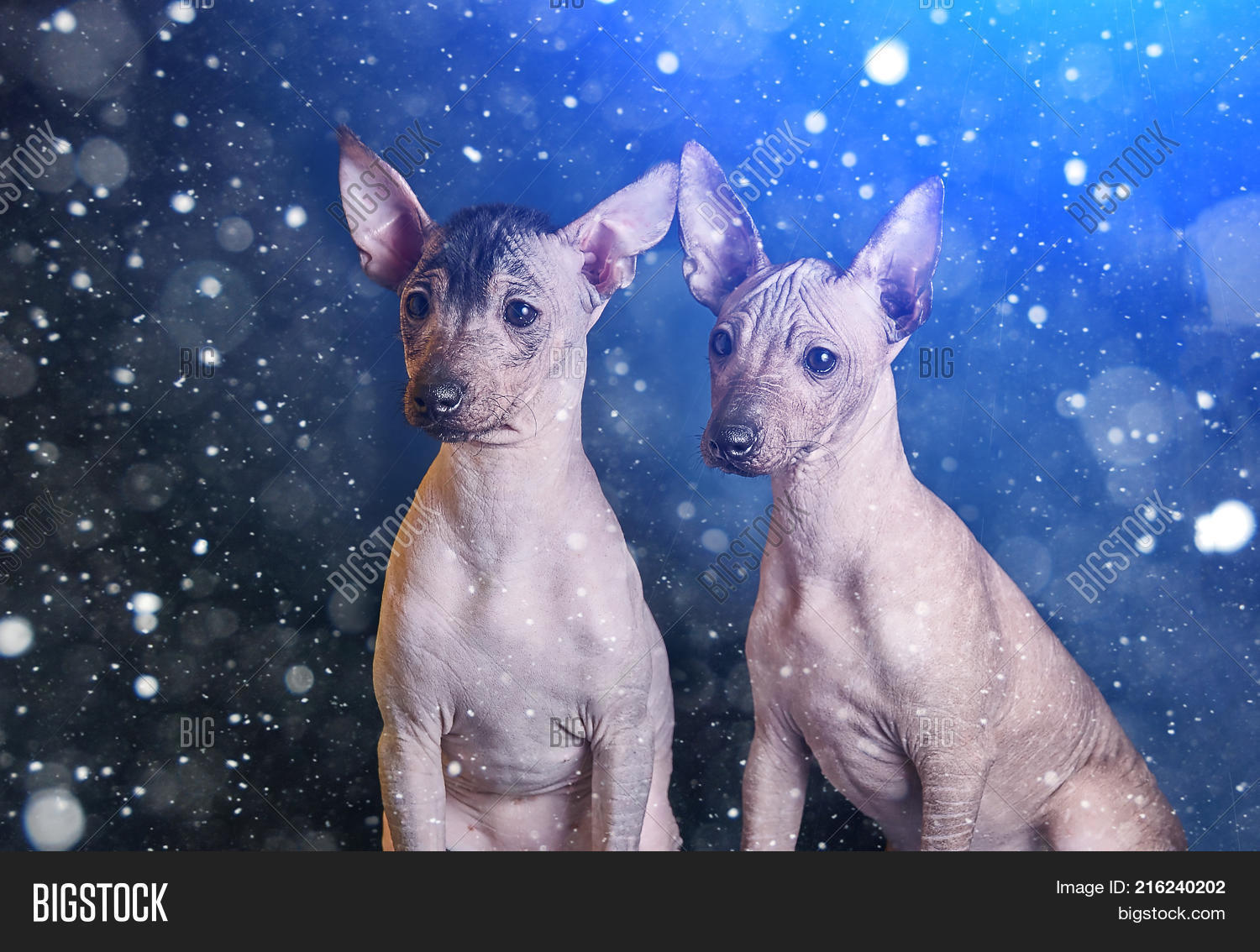 Breed bare