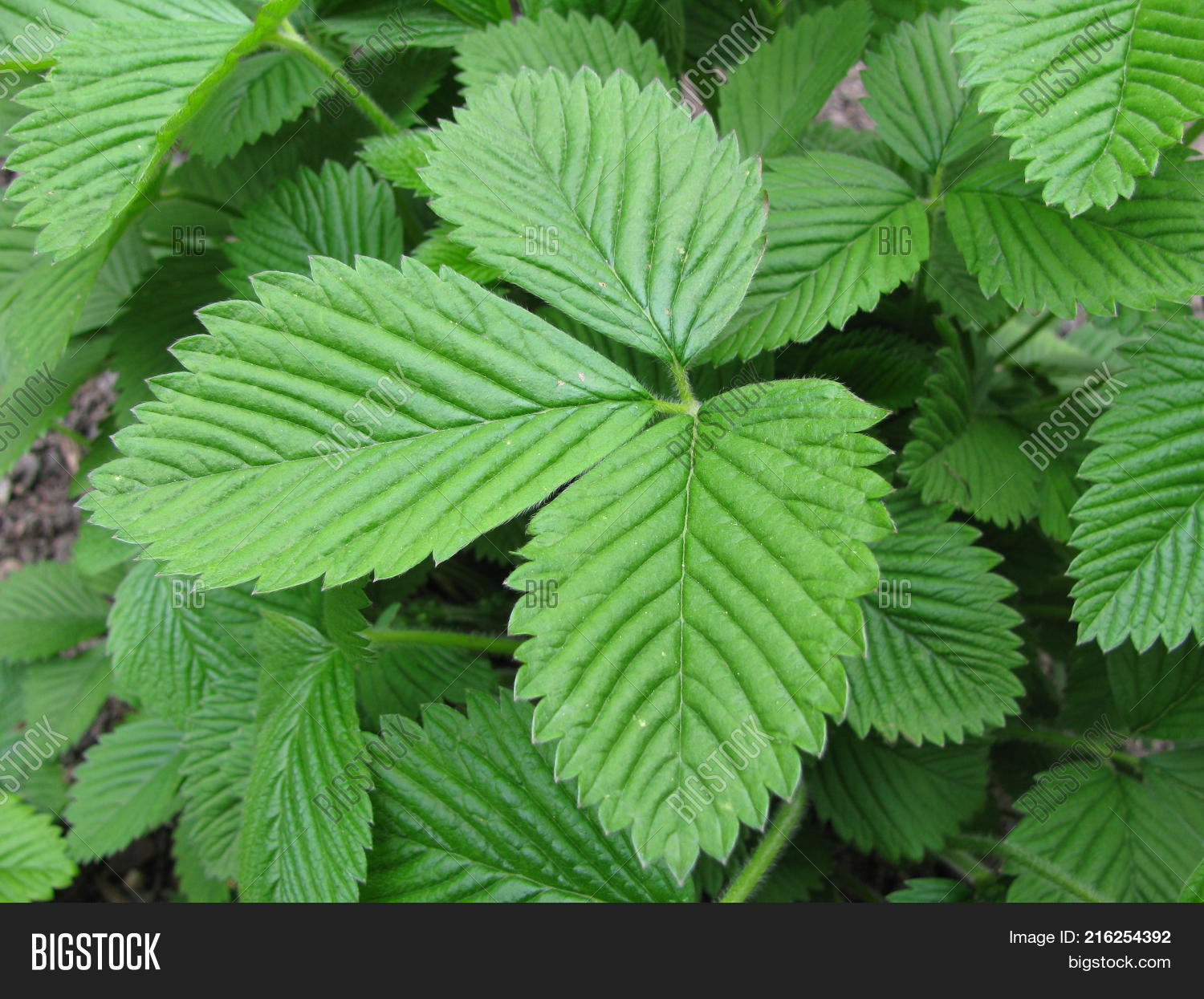 Fragaria Moschata Image & Photo (Free Trial) | Bigstock