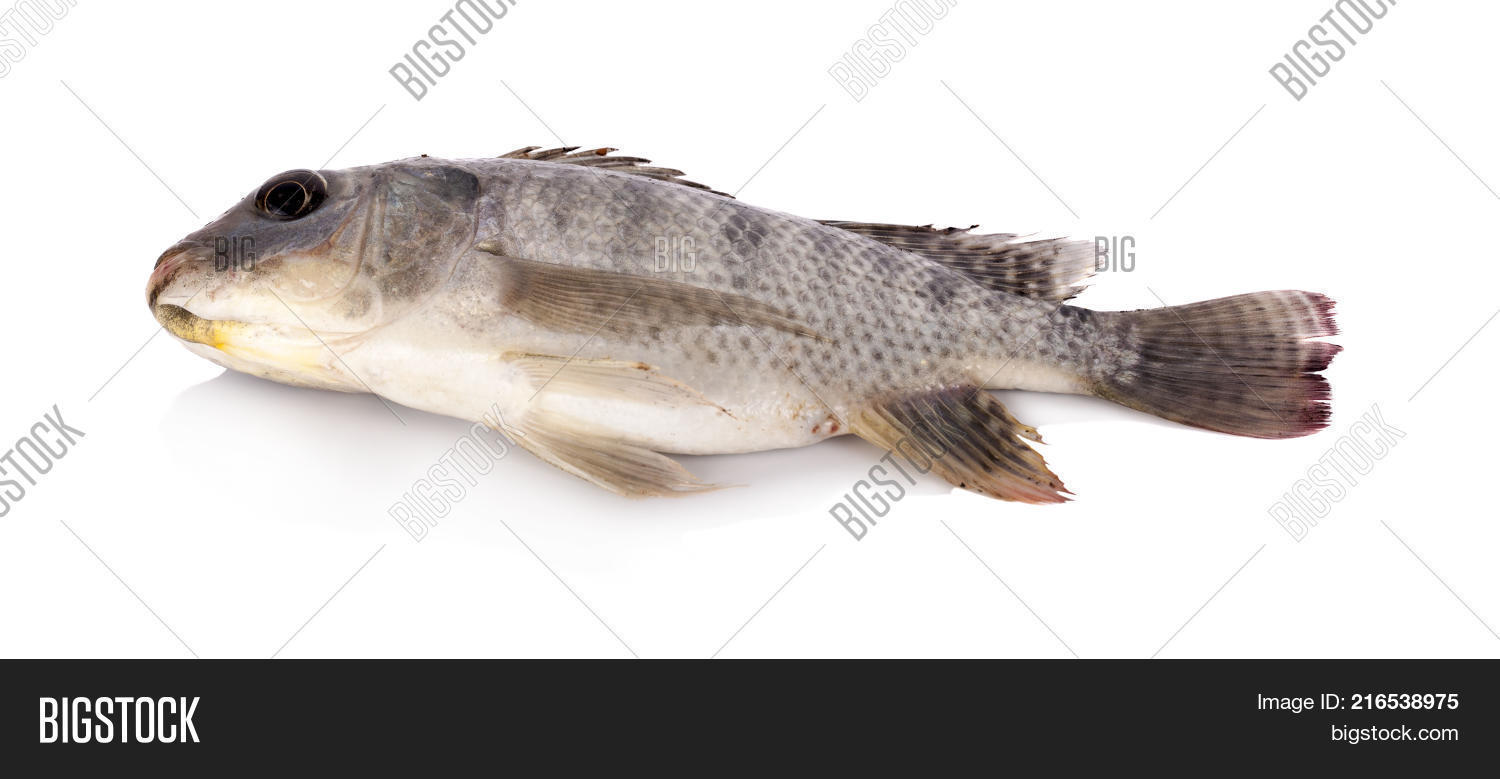 Nile Tilapia Fish Isolated On White Background Nile Tilapia Fish Isolated On White Background
