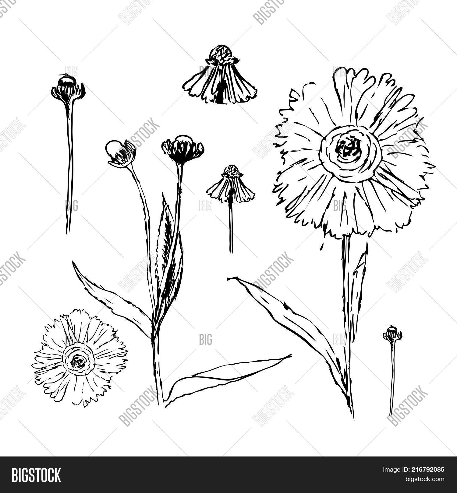 Set Drawn Ink Daisies Image & Photo (Free Trial) | Bigstock