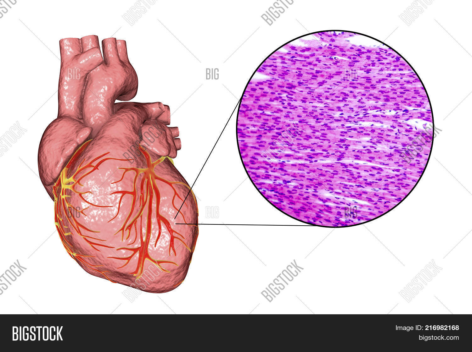 Human Heart Micrograph Image & Photo (Free Trial) Bigstock