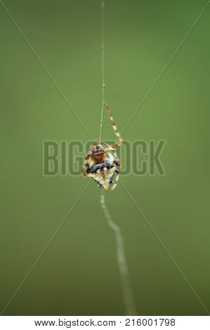 An arrowhead orb weaver spider on a single strand of silk.