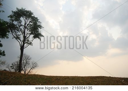 Tree Stand On Top Of Mountain Doi Samer Dao And Pha Hua Sing In Sri Nan National Park