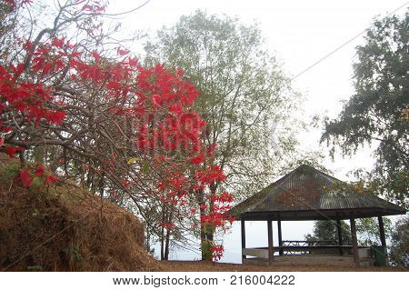 Leaf Of Tree Change Color Green To Red In Autumn Season With Old Pavilion On Top Of Mountain Doi Sam
